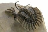 Trident Walliserops Trilobite - Exceptional Preparation #328635-4